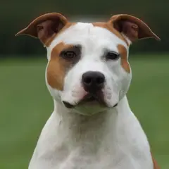 Old Hickory - American Staffordshire Kennel