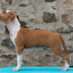 Old Hickory - American Staffordshire Kennel
