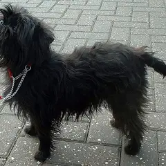 Affenpinscher - Photo 2