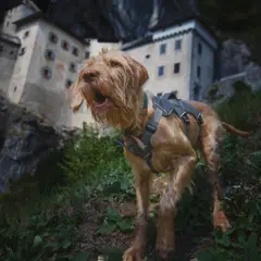 Affenpinscher - Photo 3