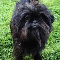 Affenpinscher - Photo 5