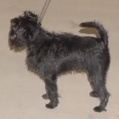 Affenpinscher - Photo 6