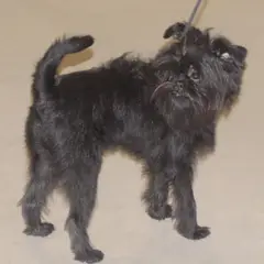Affenpinscher - Photo 7