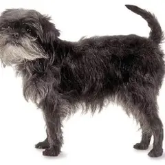 Affenpinscher - Photo 9