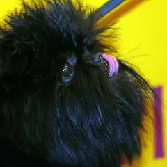 Affenpinscher - Photo 10