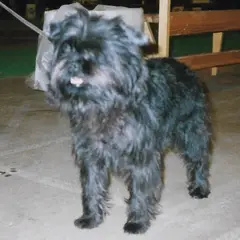 Affenpinscher - Photo 11