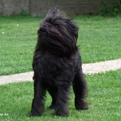 Affenpinscher - Photo 12
