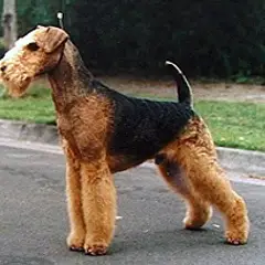 Airedale Terrier - Photo 4