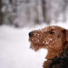 Airedale Terrier - Photo 5