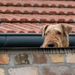 Airedale Terrier - Photo 6