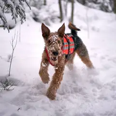 Airedale Terrier - Photo 7