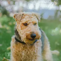 Airedale Terrier - Photo 9
