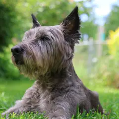 Airedale Terrier - Photo 10