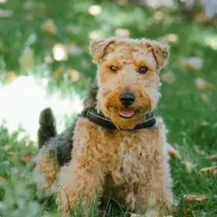 Airedale Terrier - Photo 11