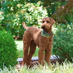 Airedale Terrier - Photo 12