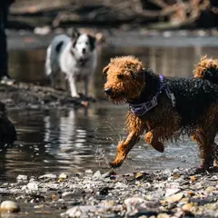 Airedale Terrier - Photo 13