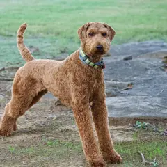 Airedale Terrier - Photo 14