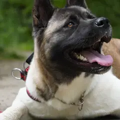 Akita Americano - Foto 4