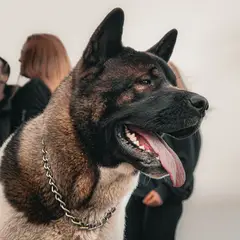 Akita Americano - Foto 5