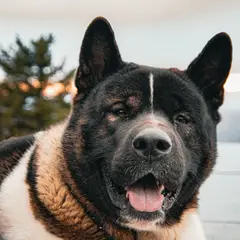 Akita Americano - Foto 6