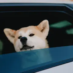 Akita Americano - Foto 7