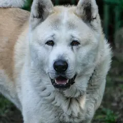 Akita Americano - Foto 9