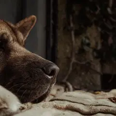Akita Americano - Foto 10