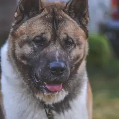 Akita Americano - Foto 11