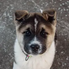 Akita Americano - Foto 12