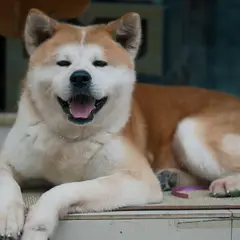 Akita Americano - Foto 13