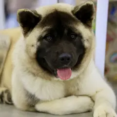 Akita Americano - Foto 14