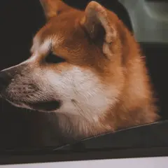 Akita Inu - Foto 2