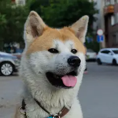 Akita Inu - Foto 3