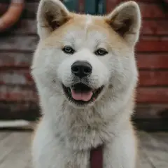 Akita Inu - Foto 4