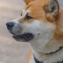 Akita Inu - Foto 6