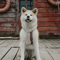 Akita Inu - Foto 8