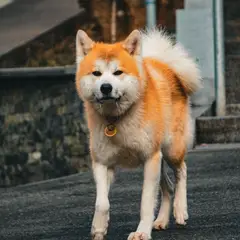 Akita Inu - Foto 12