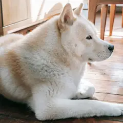 Akita Inu - Foto 13