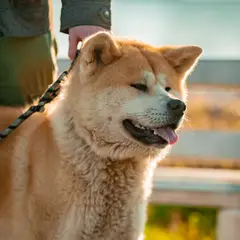 Akita Inu - Foto 14