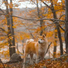Akita Inu - Foto 16