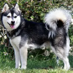 Alaskan Klee Kai - Foto 2
