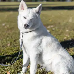 Alaskan Klee Kai - Foto 3