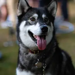 Alaskan Klee Kai - Foto 5