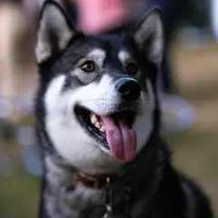Alaskan Klee Kai - Foto 6
