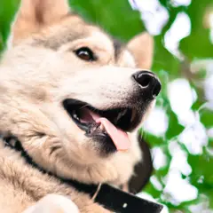 Alaskan Klee Kai - Foto 7