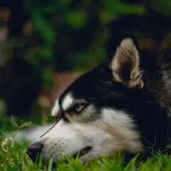 Alaskan Klee Kai - Foto 8
