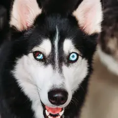 Alaskan Klee Kai - Foto 9