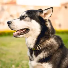 Alaskan Klee Kai - Foto 10