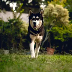 Alaskan Klee Kai - Foto 11