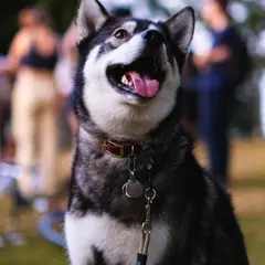 Alaskan Klee Kai - Foto 12